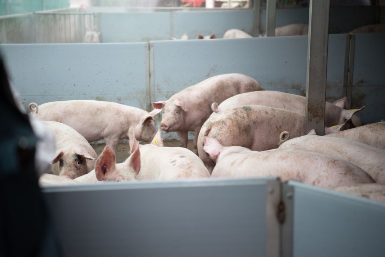 Fachtagung Kräuterschweine