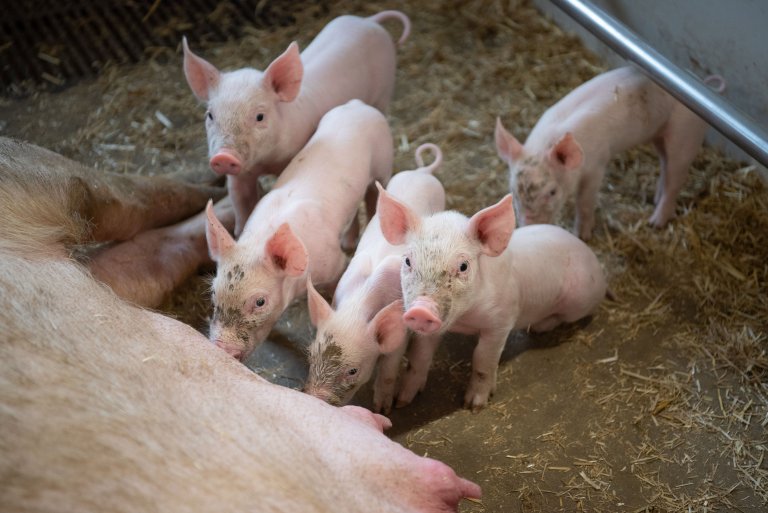 Fachtagung Kräuterschweine