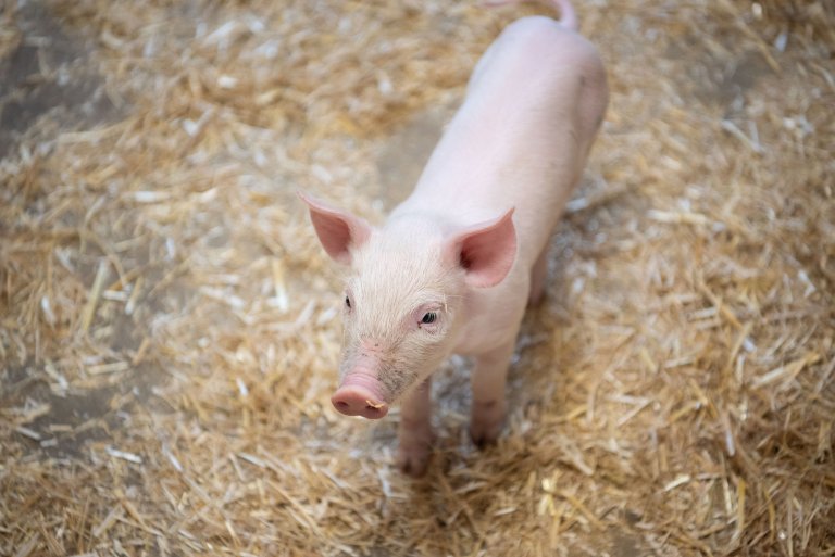 Fachtagung Kräuterschweine