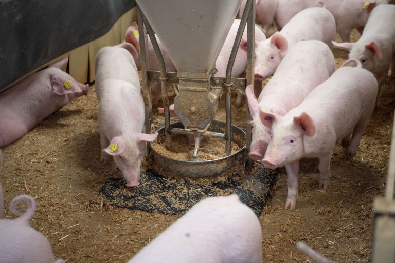 Fachtagung Kräuterschweine