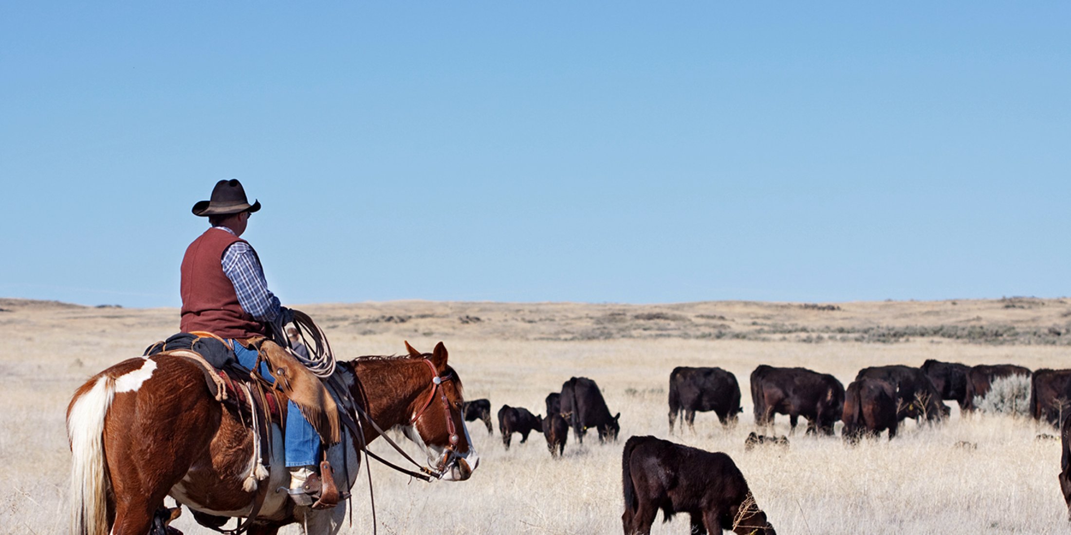 Inspiration Reise Vom schwarzen Rind, das über den grossen Teich kam Hero