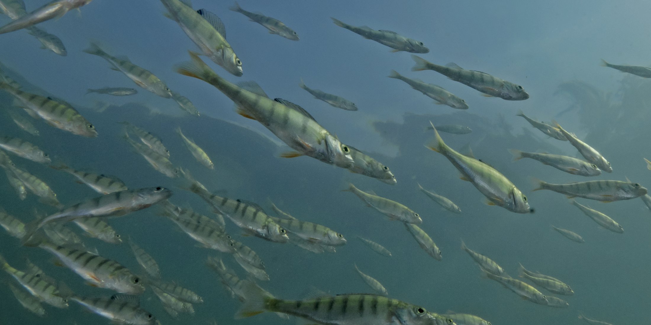 interview-martin-immenhauser-header