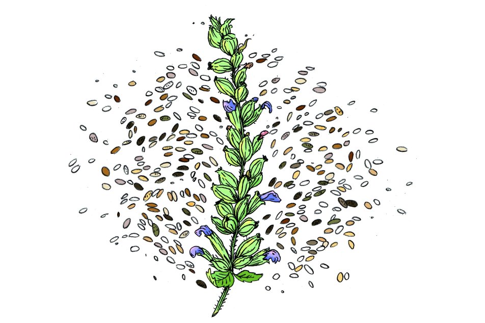 Inspiration-Chia