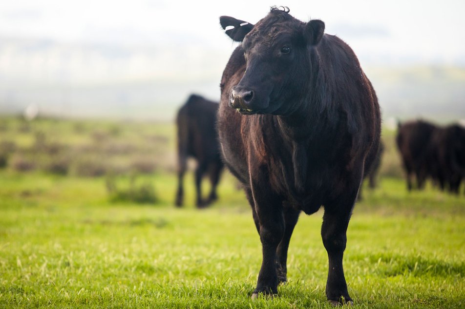 Meat and Wine Rind Mai