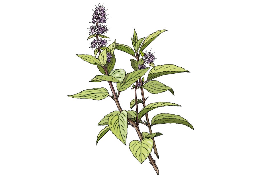 Pfefferminze-Illustration