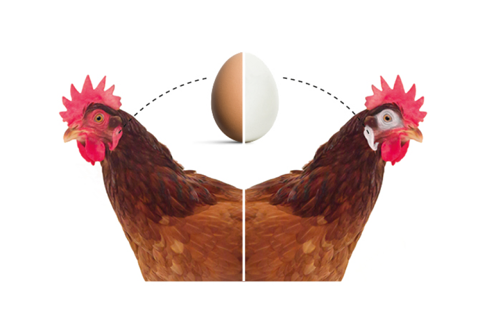 Hühnerei-Farbe-Geheimnis