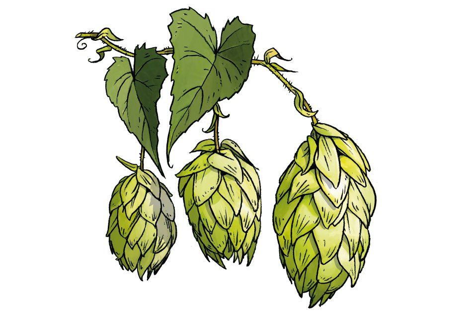 hopfen