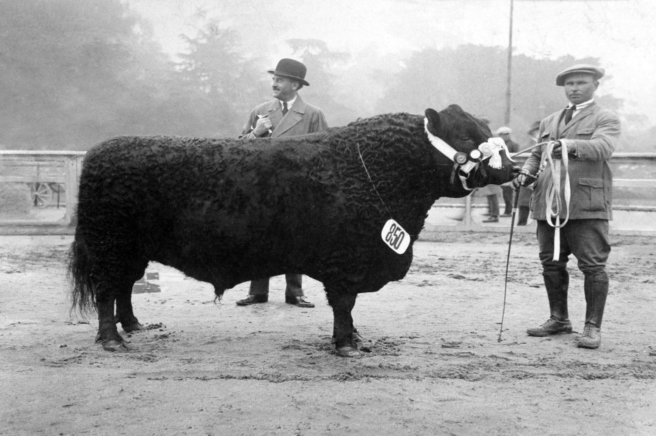 Geschichte-Swiss-Black-Angus