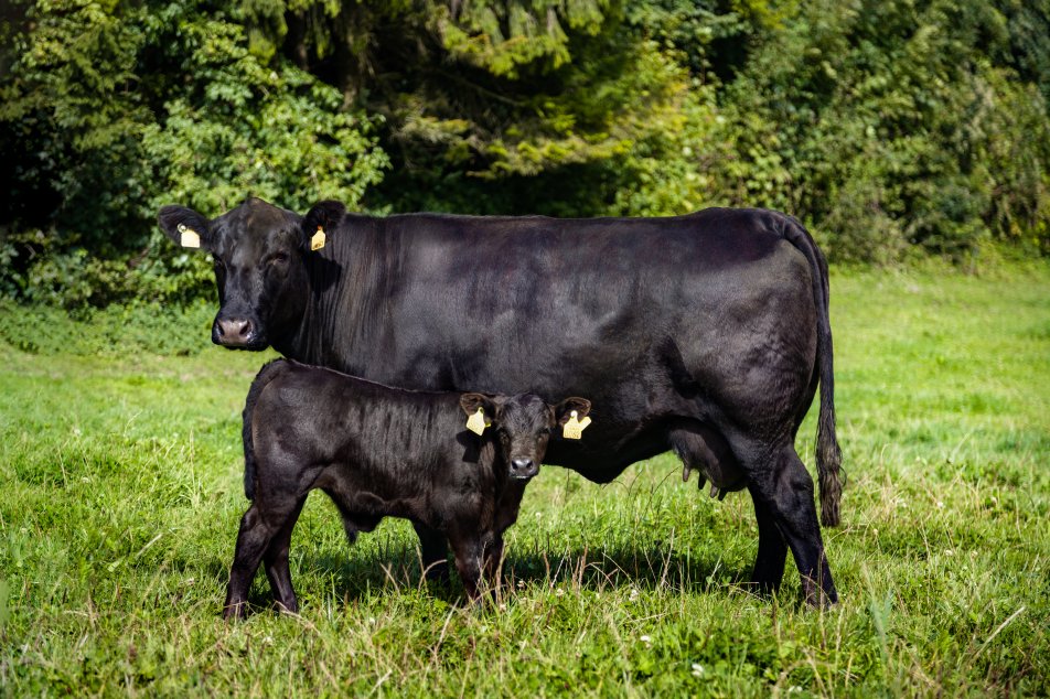 Mutterkuhhaltung-Swiss-Angus-Beef-