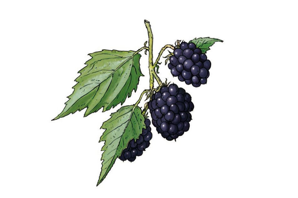 Brombeere