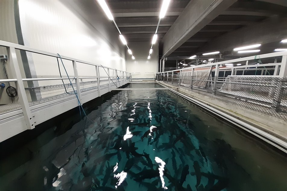 Swiss-Lachs-Lostallo-Ausnüchterungsbecken