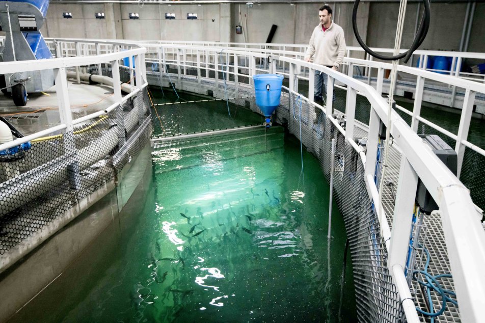 Swiss-Lachs-Lostallo-Fütterung