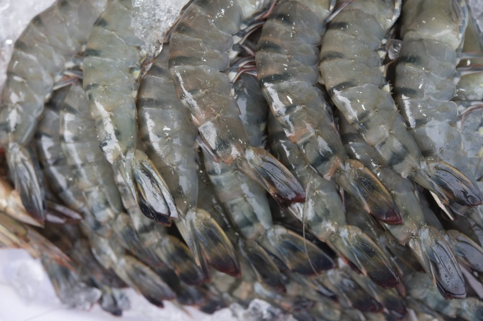 shrimps_gettyimages-1331039326