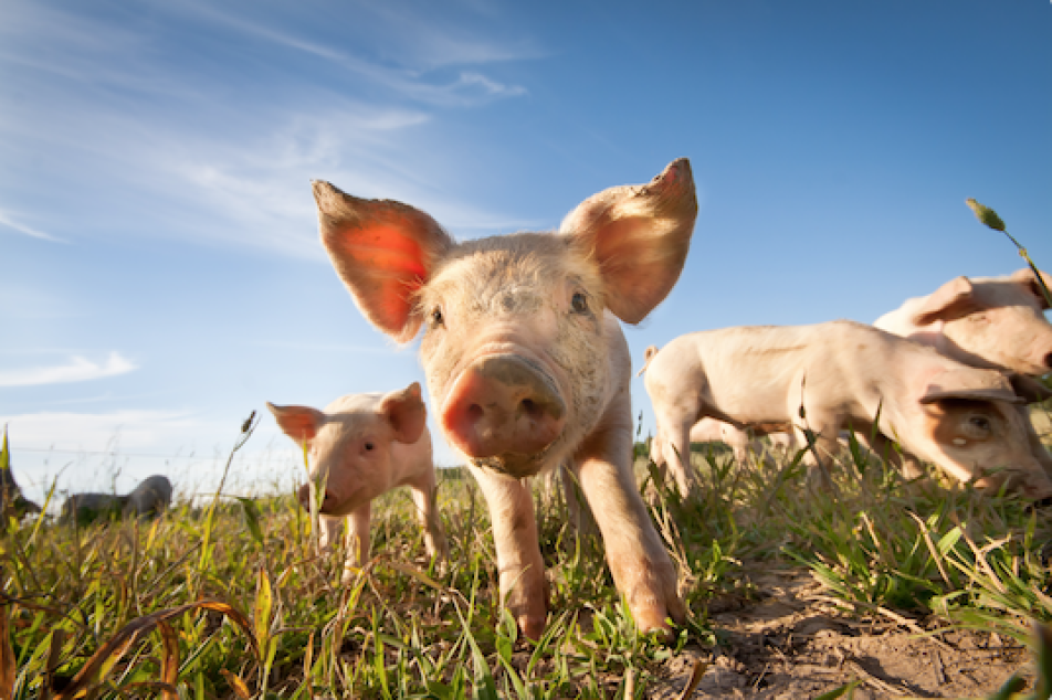 Kräuterschwein Freilandhaltung