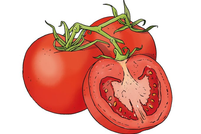 Pistor Inspiration Tomate