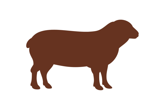 Niedergaren Schaf