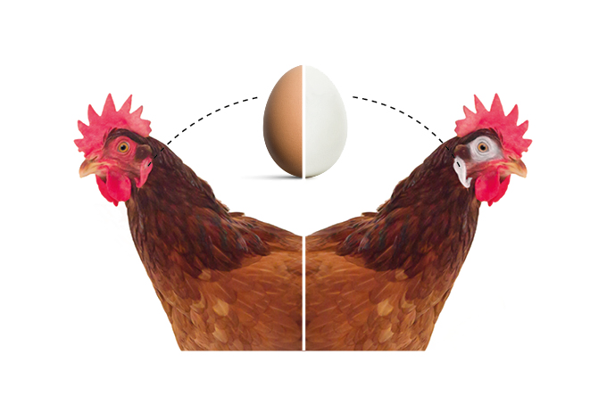 Hühnerei-Farbe-Geheimnis
