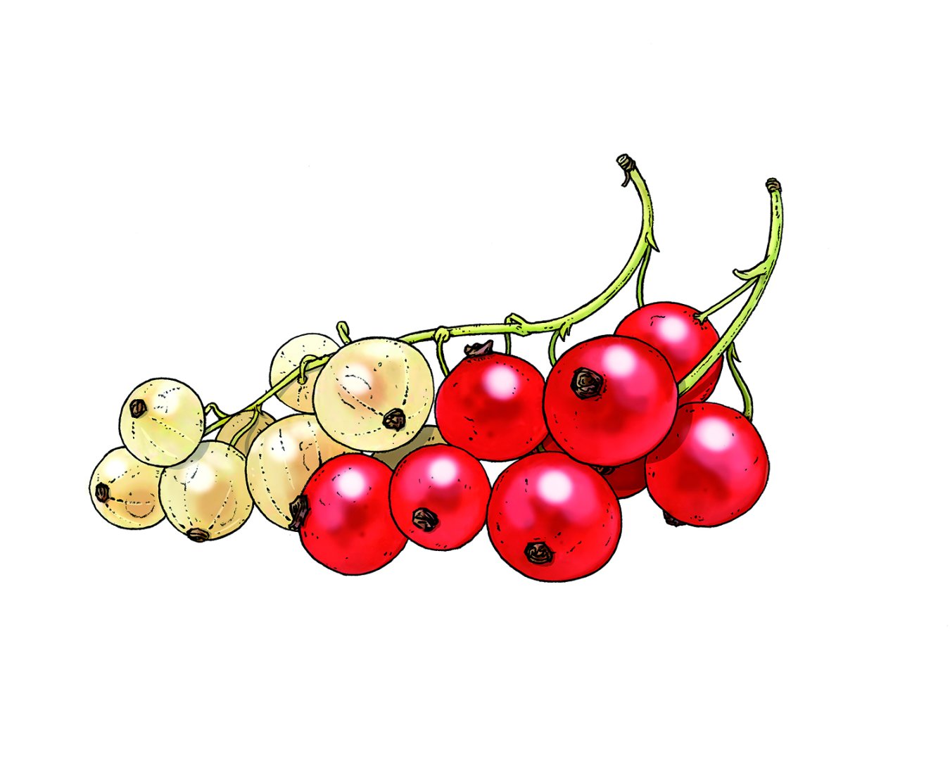 amuse-buche-johannisbeeren_illu