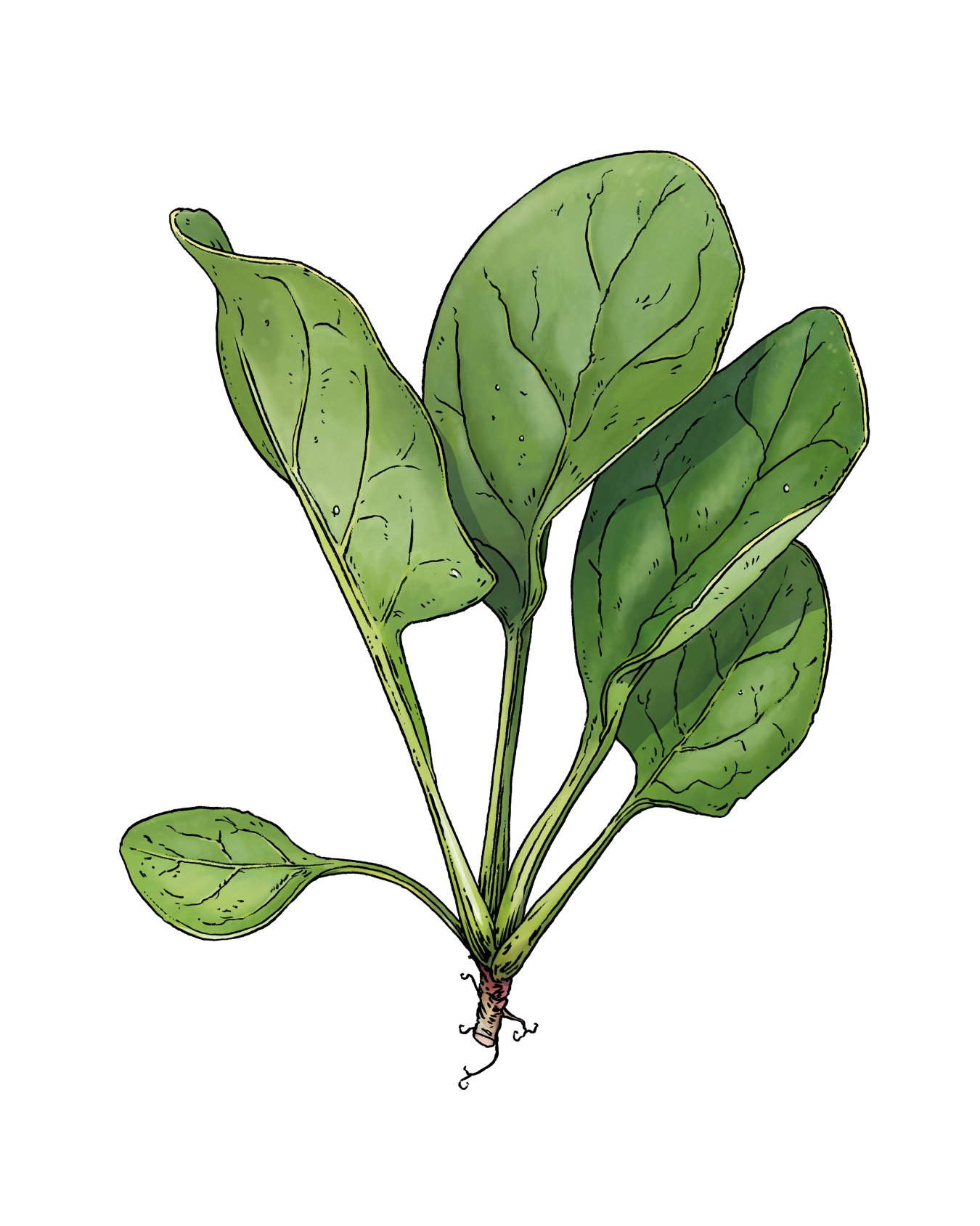 Illustration von Blattspinat-Pflanze mit Wurzel von Konrad Beck