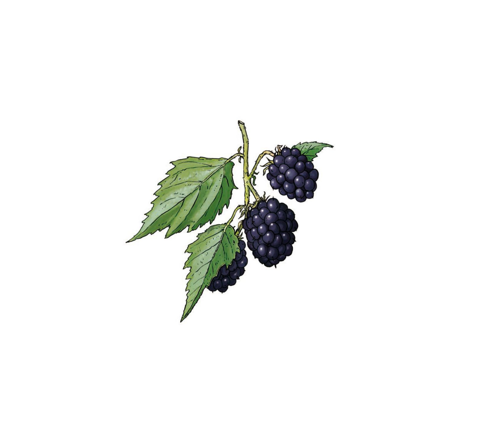 Brombeere