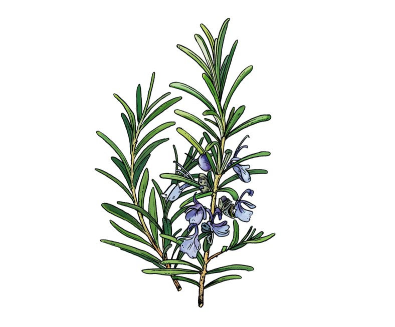 Rosmarin_illu-teaser