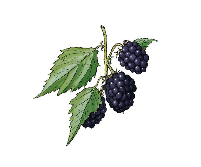 Brombeere
