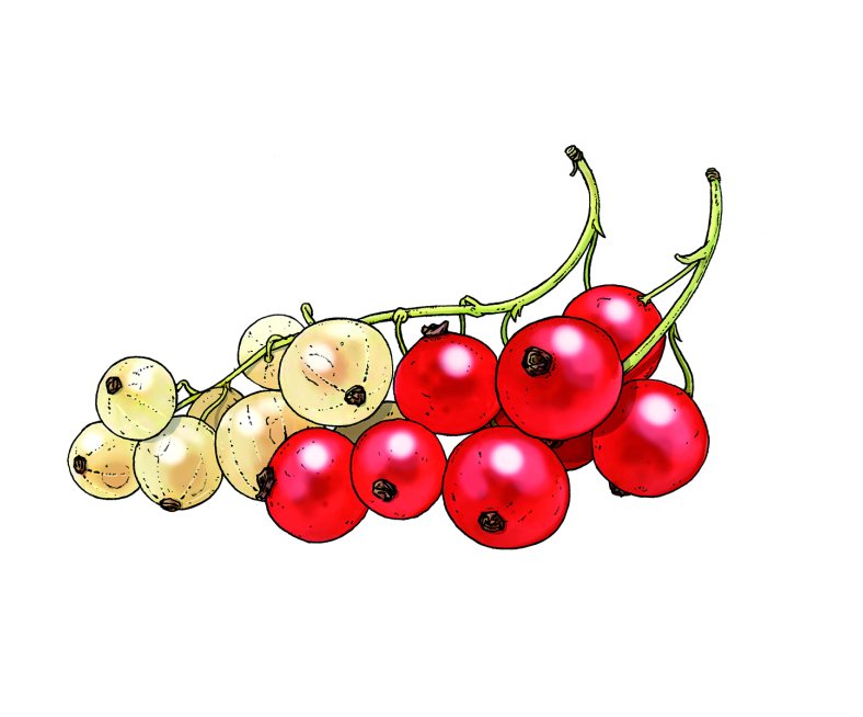 amuse-buche-johannisbeeren_illu