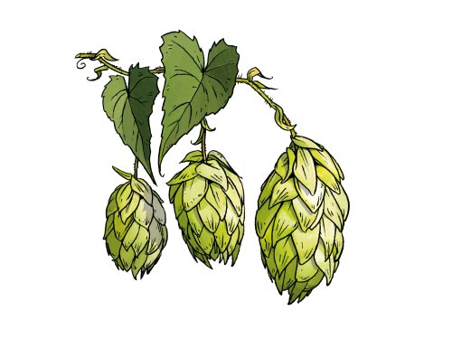 hopfen