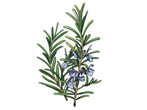 Rosmarin_illu-teaser