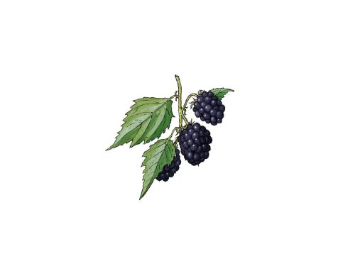 Brombeere