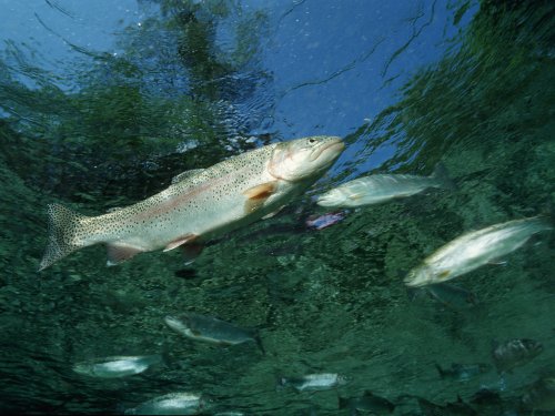 forelle_gettyimages-520139014