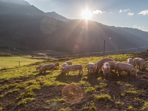 schweine